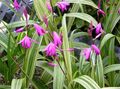 Hage blomster Bakken Orkide, Den Stripete Bletilla rosa Bilde