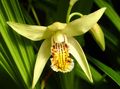 geltonas žiedas Žemės Orchidėja, Dryžuotas Bletilla Nuotrauka ir charakteristikos