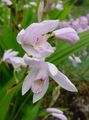 valge Lill Maa Orhidee, Triibuline Bletilla Foto ja omadused