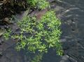 Градински цветове Вода Иглика, Блатна Тученица, Блатна Seedbox, Callitriche palustris зелен снимка