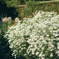 les fleurs du jardin Aster Bolton, Daisy De Poupée Blanche, Aster Fausse, Fausse Camomille, Boltonia asteroides blanc Photo
