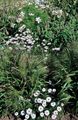 I fiori da giardino Swan River Margherita, Brachyscome bianco foto