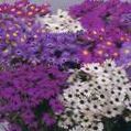 园林花卉 天鹅河菊, Brachyscome 紫 照