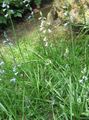 ljósblátt Blóm Spanish Hyacinth mynd og einkenni