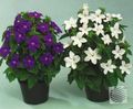  Busch Violetten, Saphir Blume, Browallia weiß Foto