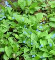 Trädgårdsblommor Falskt Förgätmigej Inte, Brunnera macrophylla ljusblå Fil