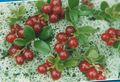 Садовыя Кветкі Брусніца, Vaccinium vitis-idaea чырвоны фота