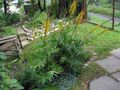Садовые Цветы Бузульник, Ligularia желтый Фото