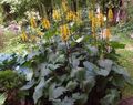 Flores do Jardim Bigleaf Ligularia, Leopardo Planta, Groundsel Dourado amarelo foto
