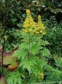 Flores de jardín De Hoja Ancha Ligularia, Planta Leopardo, Groundsel Oro amarillo Foto