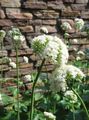 hvit Blomst Vendelrot, Hage Heliotrope Bilde og kjennetegn
