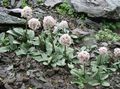 Садовые Цветы Валериана камнелюбивая, Valeriana petrophila розовый Фото