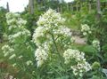 les fleurs du jardin La Barbe De Jupiter, Clefs Du Ciel, La Valériane Rouge, Centranthus ruber blanc Photo