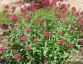 Vrtno Cvetje Jupitrova Brada, Ključ Do Nebes, Rdeča Baldrijana, Centranthus ruber rdeča fotografija