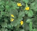 Záhradné kvety Neplodná Jahoda, Waldsteinia ternata. žltá fotografie