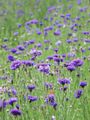 púrpura Flor Centaurea, Cardo Estrella, Aciano Foto y características