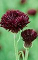 burgundia Floare Knapweed, Ciulin Stele, Albăstrea fotografie și caracteristici
