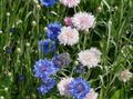 ροζ λουλούδι Knapweed, Αστέρι Γαϊδουράγκαθο, Καλαμποκάλευρο φωτογραφία και χαρακτηριστικά