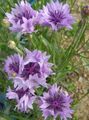 Záhradné kvety Burinu, Hviezda Bodliak, Nevädza, Centaurea orgován fotografie