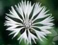 Flores do Jardim Knapweed, Cardo Estrela, Cornflower, Centaurea branco foto