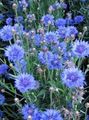 světle modrá Květina Plevel, Hvězda Bodlák, Chrpa fotografie a charakteristiky