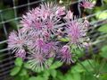 Have Blomster Eng Rue, Thalictrum lilla Foto