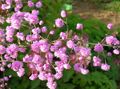 Flores de jardín Rue Prado, Thalictrum rosa Foto