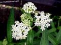 λευκό λουλούδι Βάλτο Milkweed, Maypops, Αυξήθηκαν Milkweed, Κόκκινο Milkweed φωτογραφία και χαρακτηριστικά