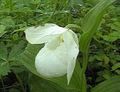 Zahradní květiny Lady Pantoflíček, Cypripedium ventricosum bílá fotografie
