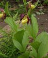 les fleurs du jardin Lady Slipper Orchid, Cypripedium ventricosum jaune Photo