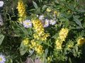 I fiori da giardino Loosestrife Giallo, Lysimachia punctata giallo foto