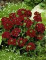 бордовый Цветок Вербена гибридная Фото и характеристика