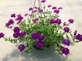 violett Blomma Verbena Fil och egenskaper
