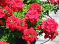 Záhradné kvety Verbeny, Verbena červená fotografie