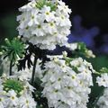 Λουλούδια κήπου Λουίζα, Verbena λευκό φωτογραφία