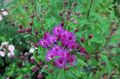 pembe çiçek Ironweed fotoğraf ve özellikleri