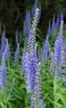 Dārza Ziedi Longleaf Veronika, Veronica longifolia gaiši zils Foto