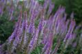 бузковий Квітка Веронікаструми Фото і характеристика