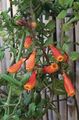 Čílsky Sláva Kvetina, Eccremocarpus scaber oranžový fotografie