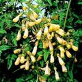 Chilenisch Ruhm Blume, Eccremocarpus scaber gelb Foto