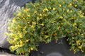 Gartenblumen Vita, Vitaliana primuliflora gelb Foto