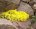 Ogrodowe Kwiaty Vitaliano (Daglezji), Vitaliana primuliflora żółty zdjęcie