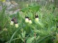 gul  Honeywort, Blå Reker Anlegg, Blå Voks Blomst Bilde og kjennetegn