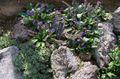 fialový Kvetina Wulfenia fotografie a vlastnosti