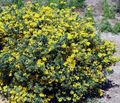 Zahradní květiny Koruna Vikev, Coronilla žlutý fotografie