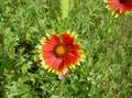 Баштенске Цветови Ћебе Цвећа, Gaillardia црвено фотографија