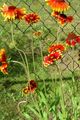 Λουλούδια κήπου Κουβέρτα Λουλούδι, Gaillardia κόκκινος φωτογραφία