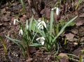les fleurs du jardin Perce-Neige, Galanthus blanc Photo