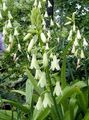 Hage blomster Berg Lilje, Sommer Hyasint, Cape Hyacinth, Galtonia hvit Bilde