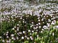 Λουλούδια κήπου Αλάσκα Bellheather, Harrimanella λευκό φωτογραφία